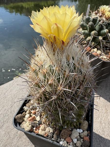 Coryphantha delaetina